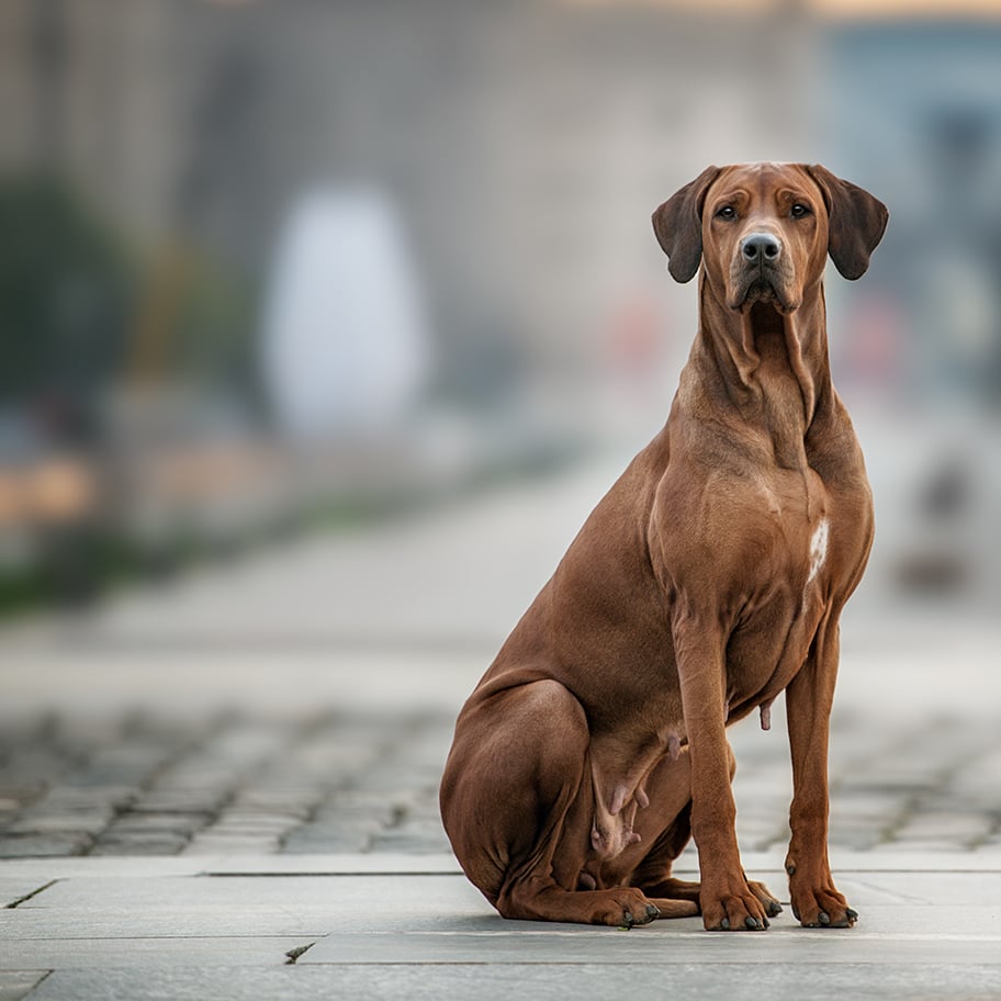 456x456-2x-Stadthund