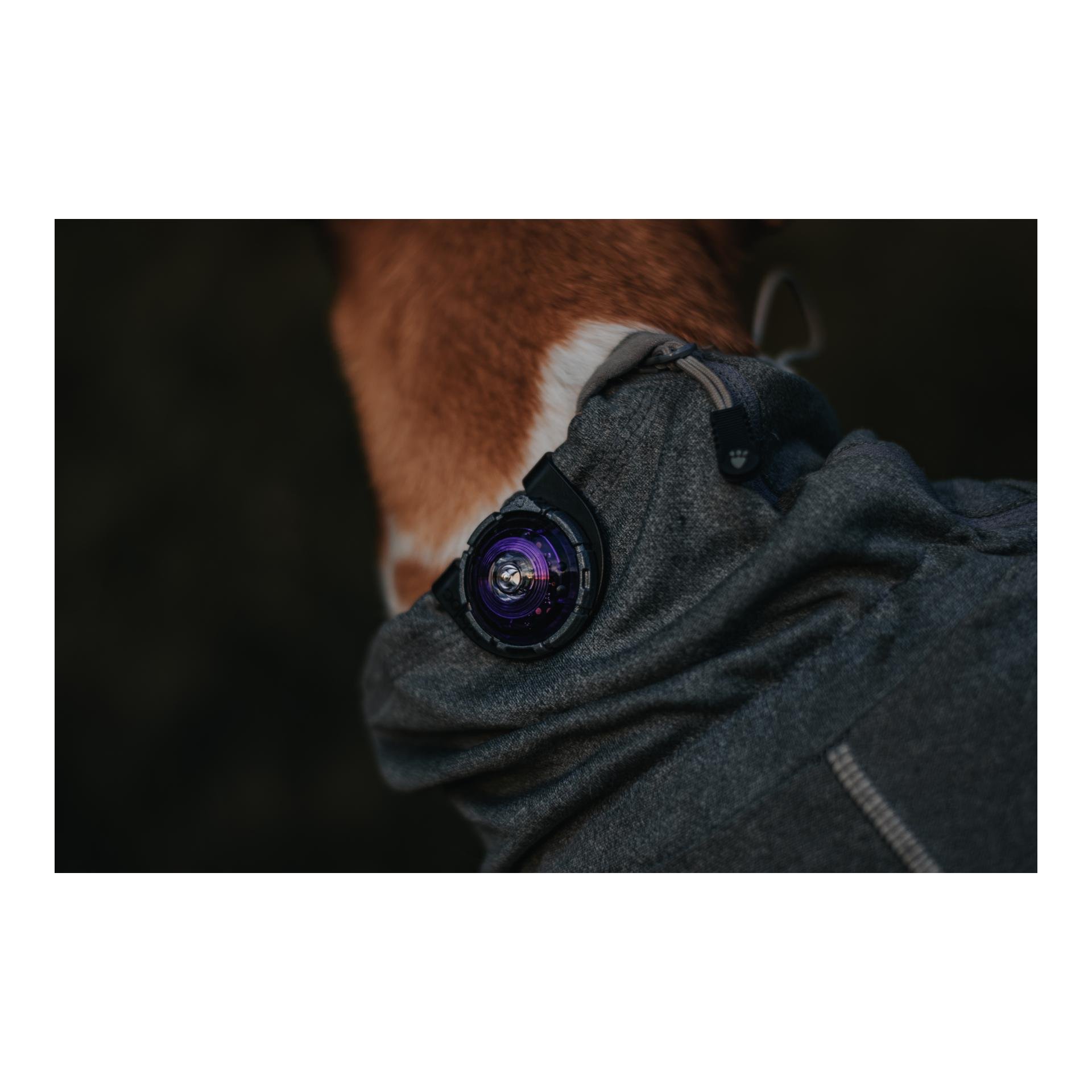 Safety Light Orbiloc Dog Dual - violett