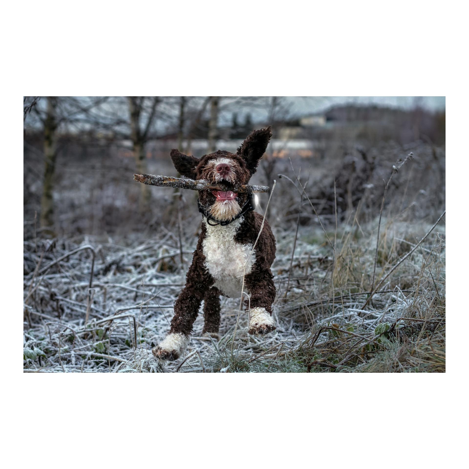 Safety Light Orbiloc Dog Dual - weiss