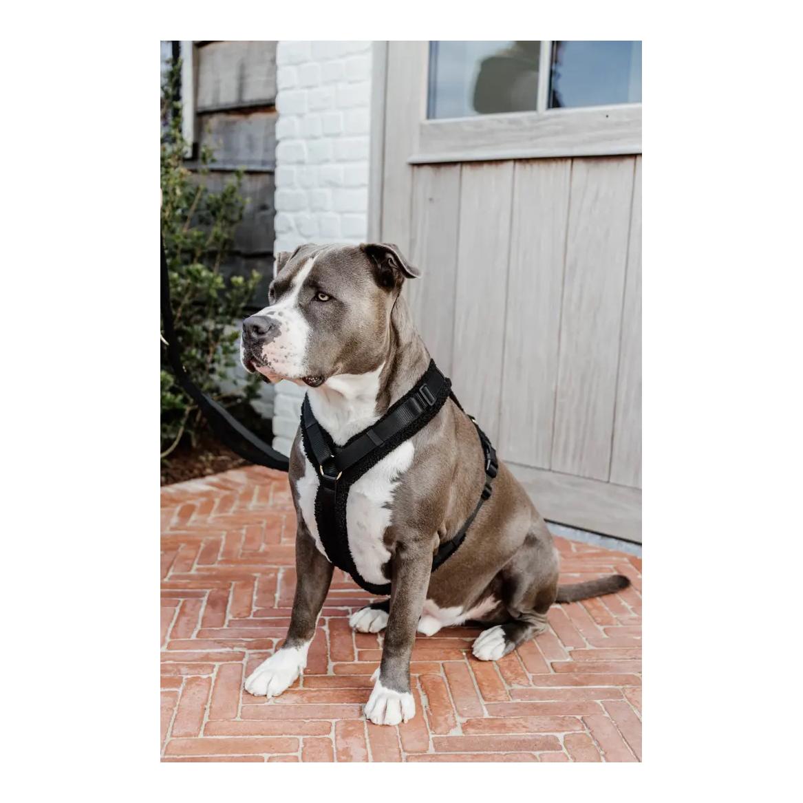 Hundegeschirr Active Teddy Fleece