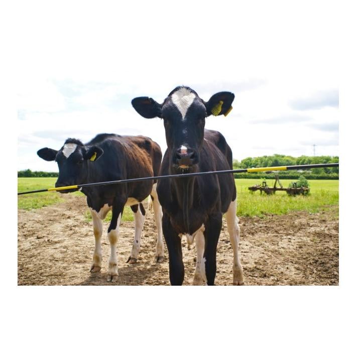 Rute einzeln - 2,5 m