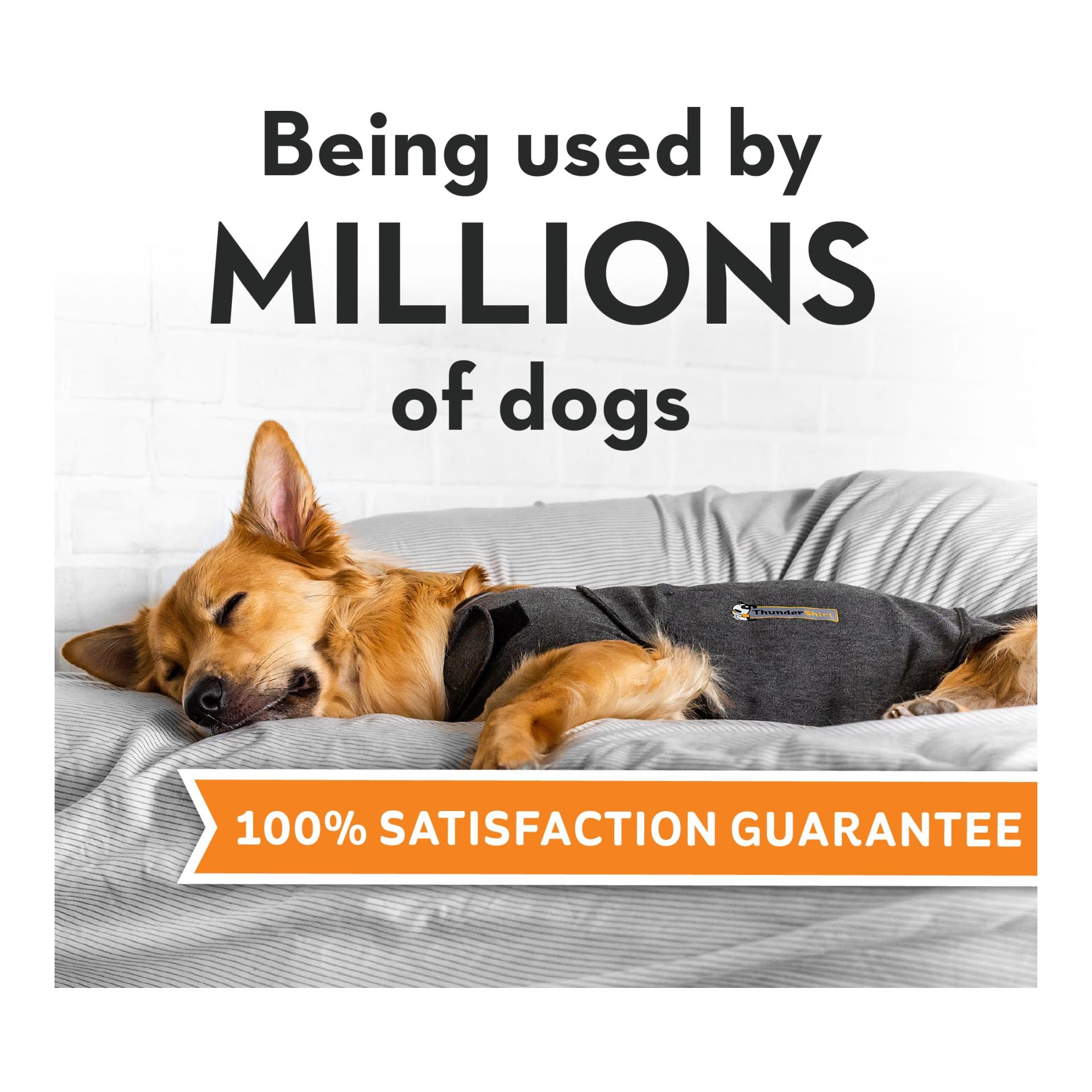 Gilet anti-stress pour chien