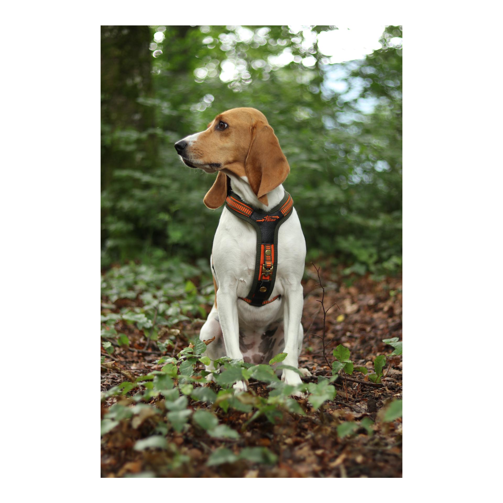 Hundeführgeschirr Follow