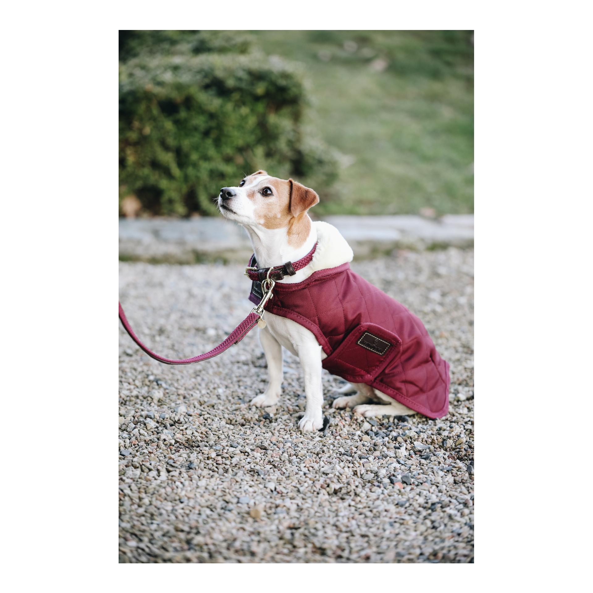 Laisse de chien en nylon tressé - bordeaux 