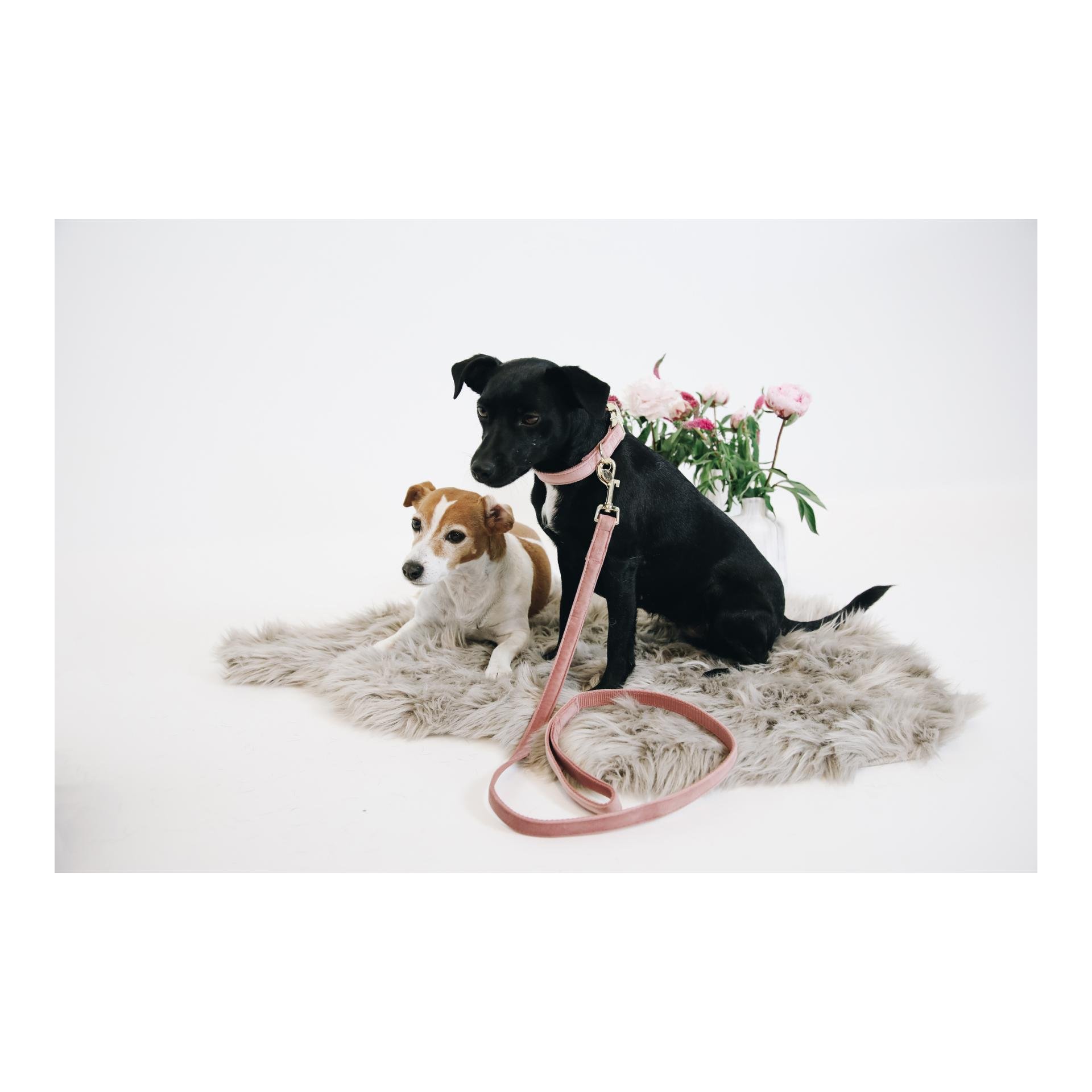 Hundeleine Velvet - old rose