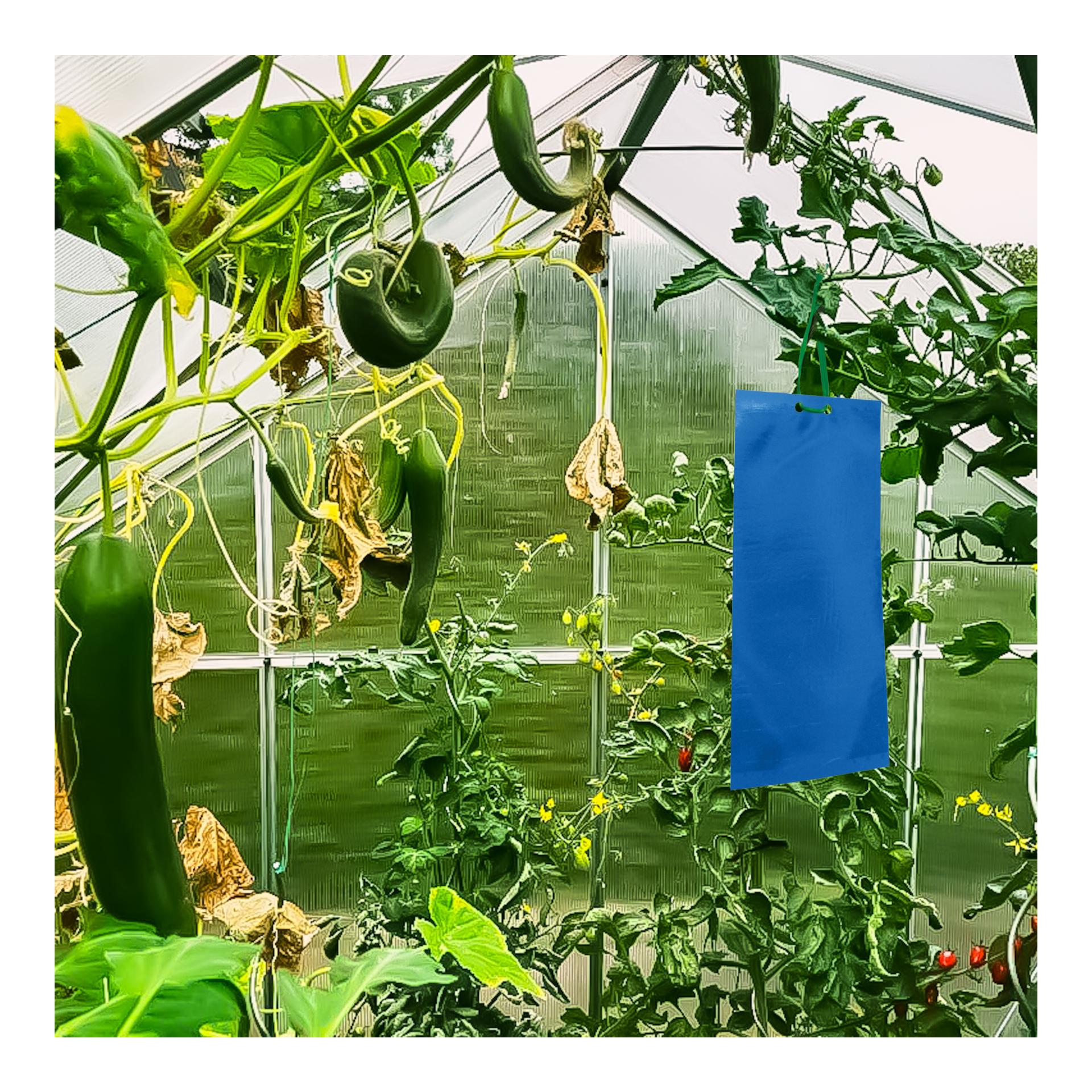 Klebetafeln für Thripse - Blaufallen