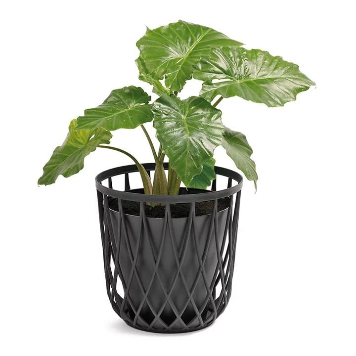 Prosperplast Korb Uniqubo