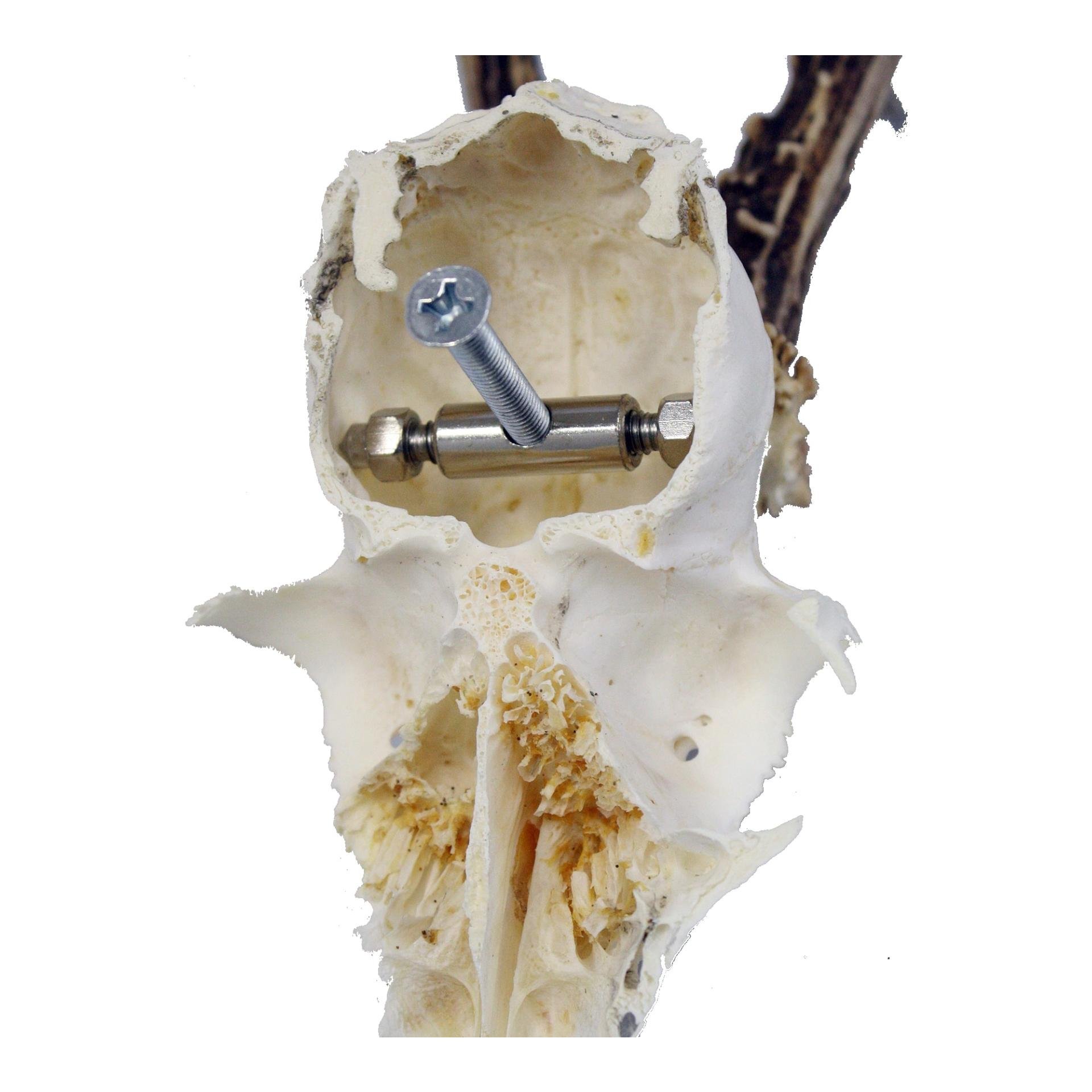 Trophäenhalterung Rehbock