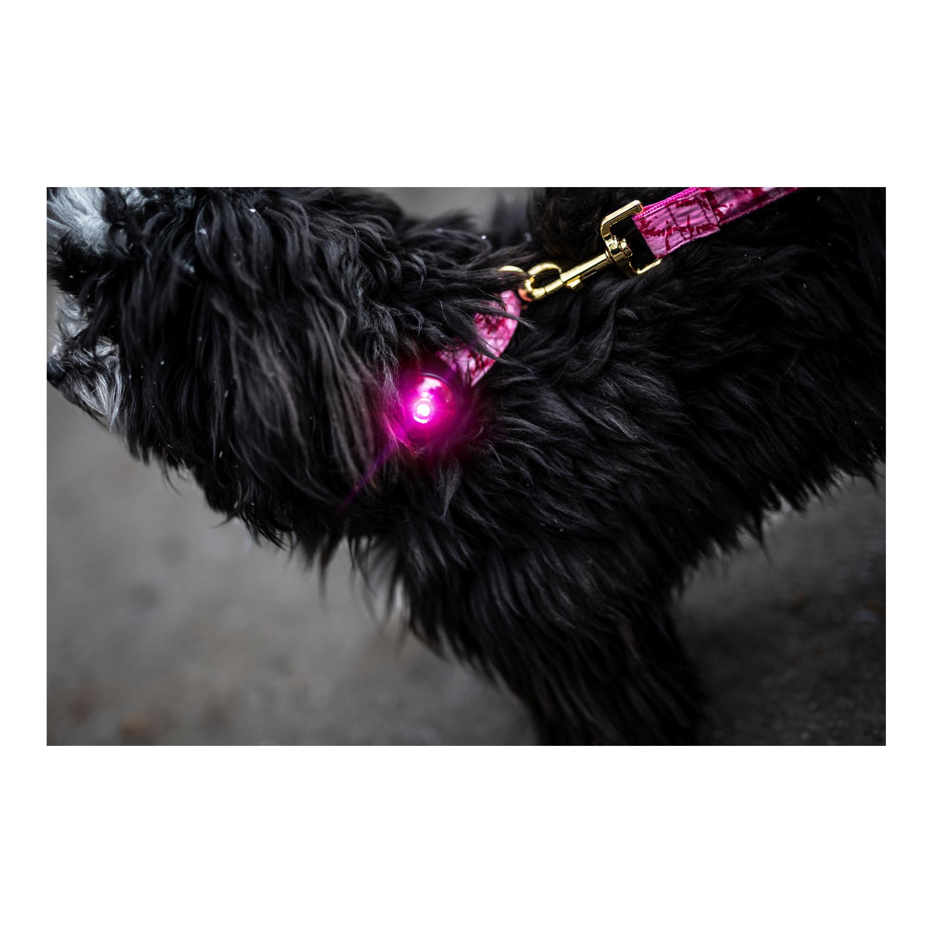 Safety Light Orbiloc Dog Dual - pink