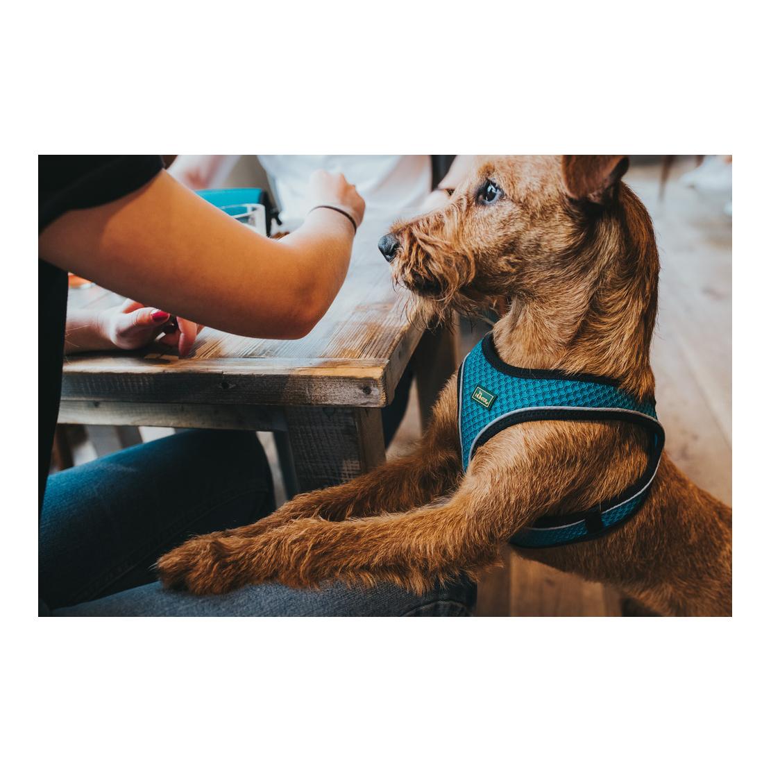 Hundegeschirr Hilo Comfort - türkis