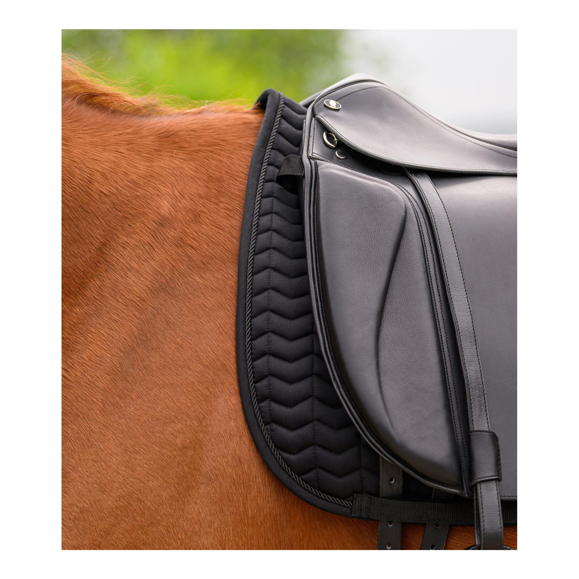 Waldhausen Chabraque Classic