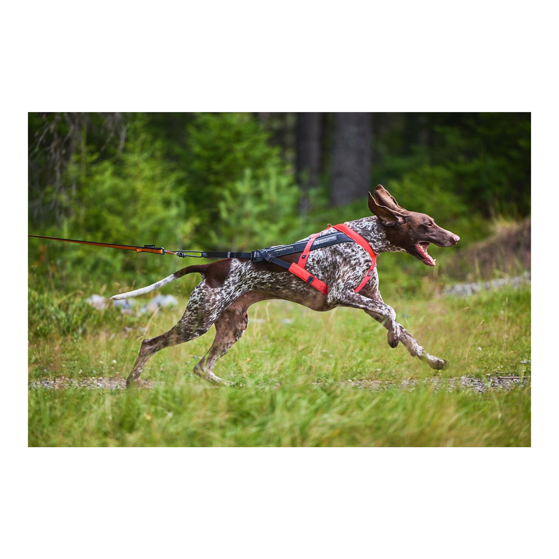 Zuggeschirr Freemotion Harness 5.0