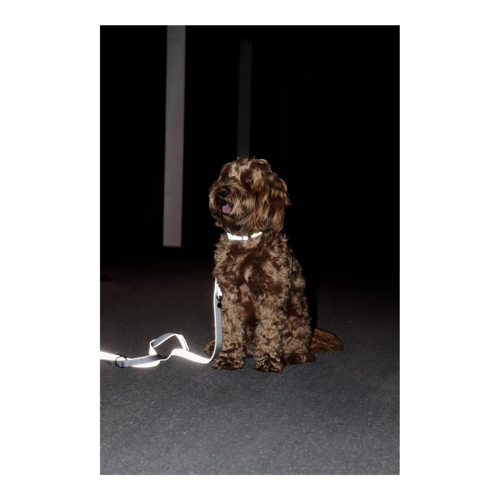 Hundehalsband Reflective - silber