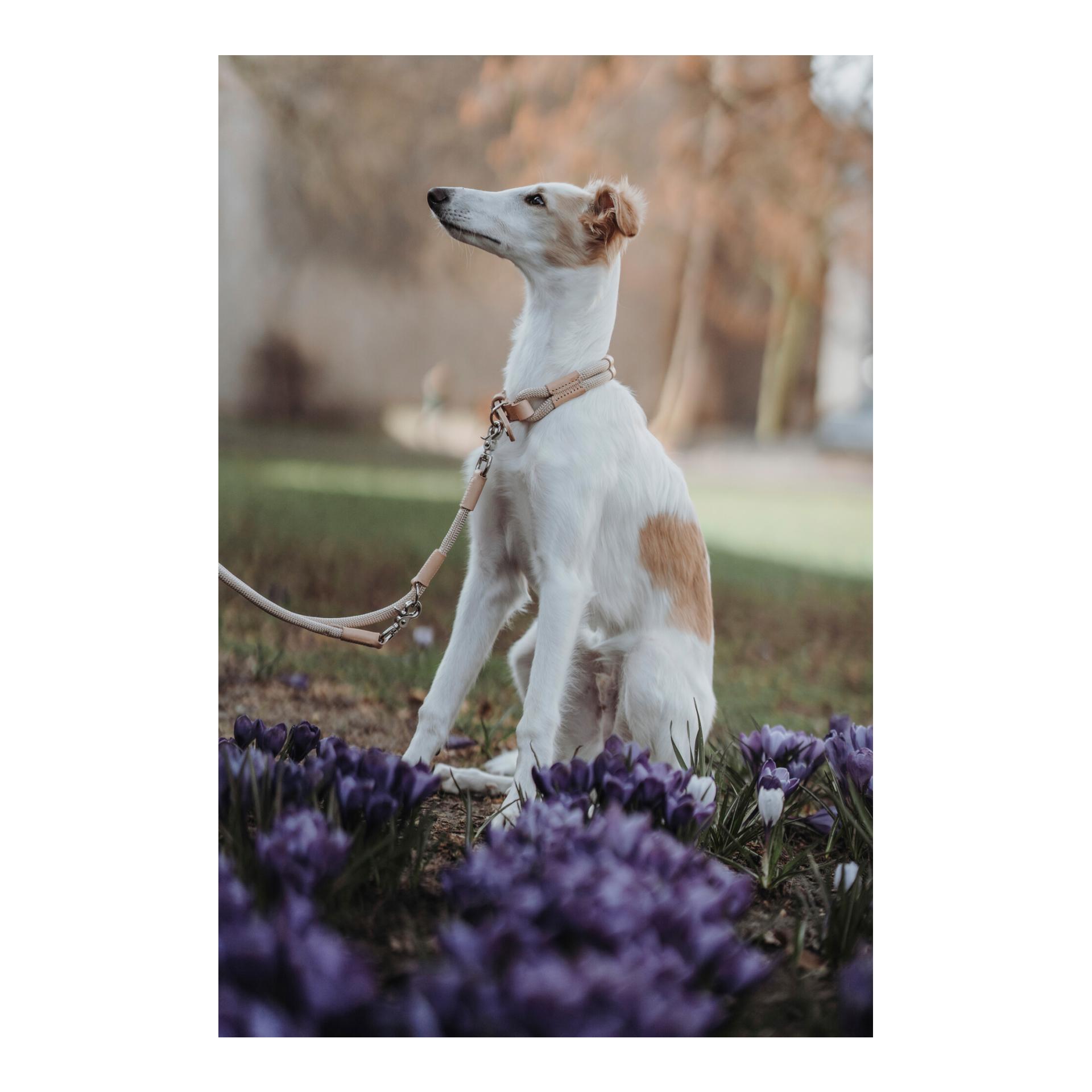 Laisse pour chien Malia