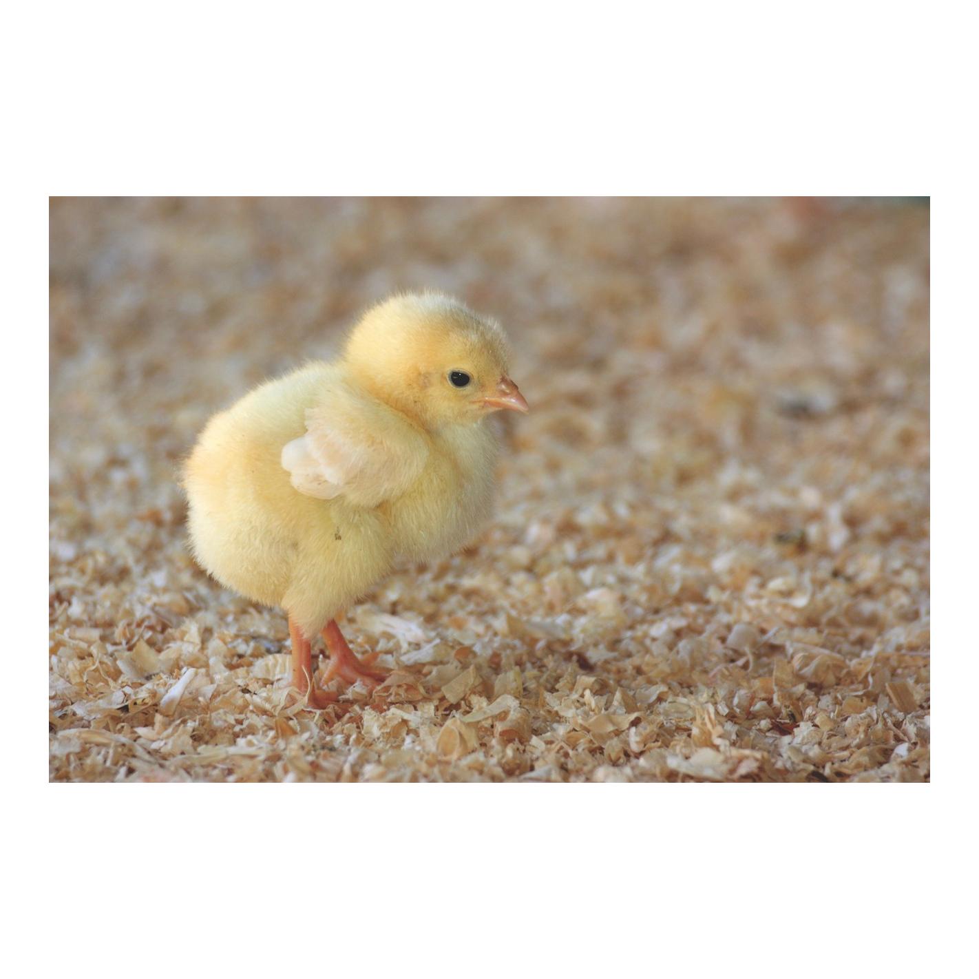 granovit Küken Kokzidiostatika (Alleinfutter für Aufzuchtküken)