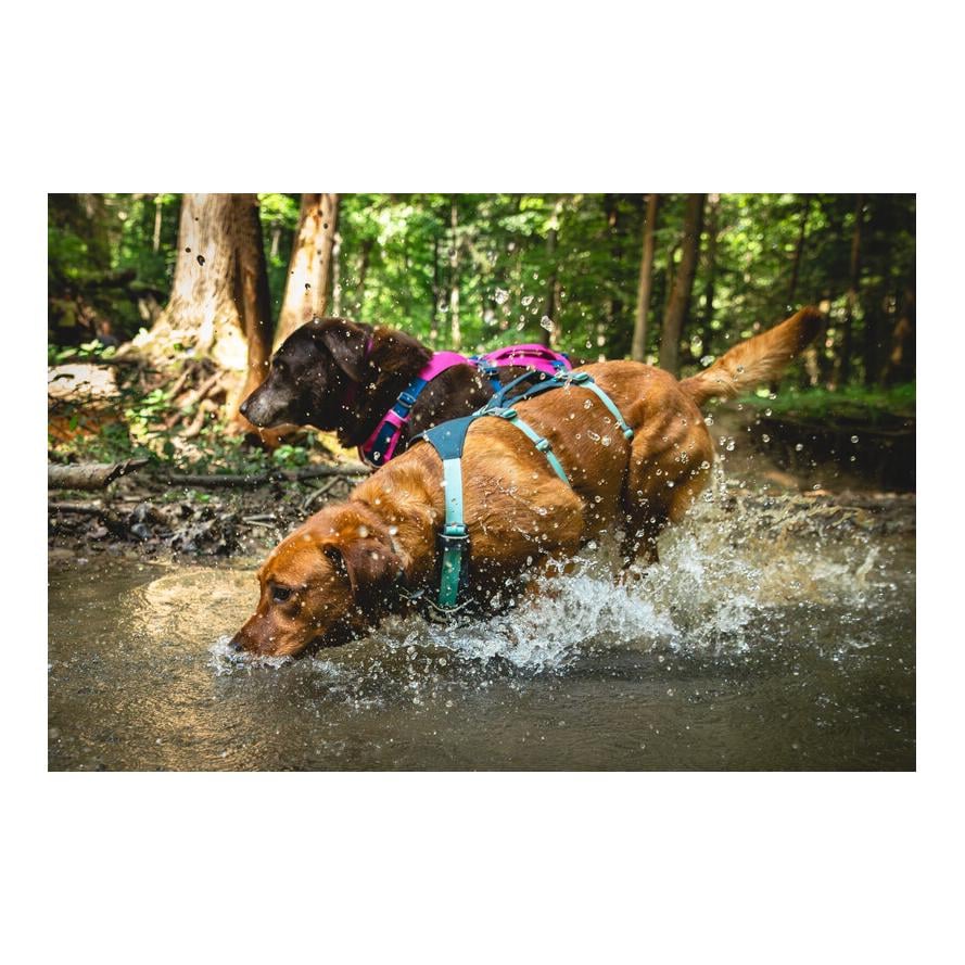 Flagline™ Hundegeschirr