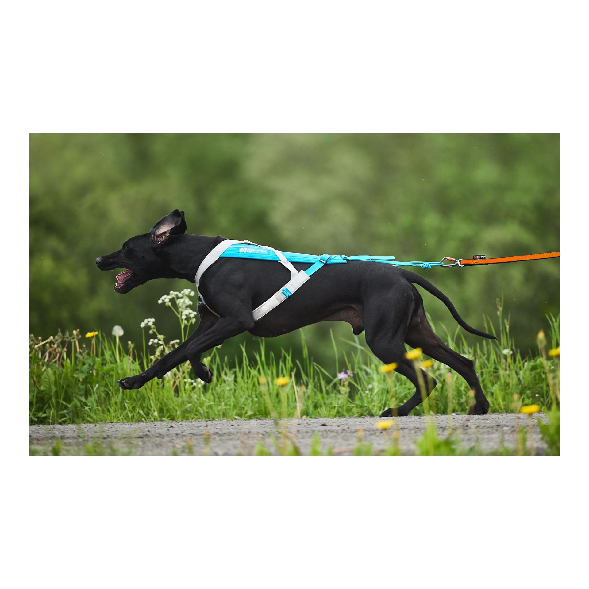 Zuggeschirr Freemotion Harness 5.0