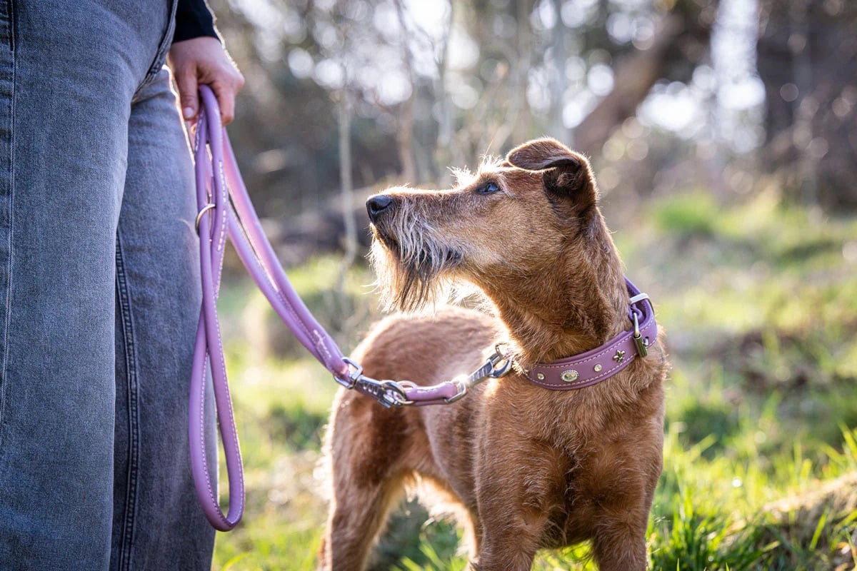Maul Lederwaren Hundehalsband Diamond