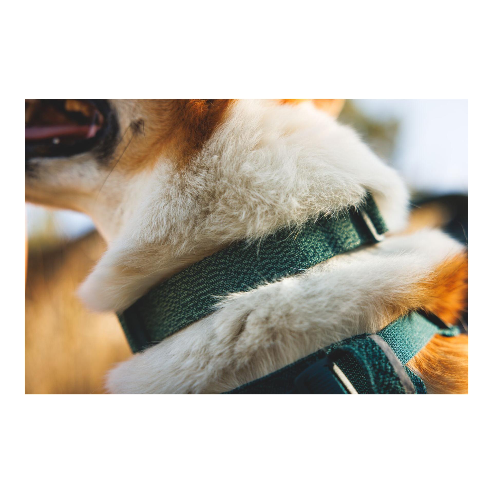 Ruffwear Front Range™ Flex Hundehalsband