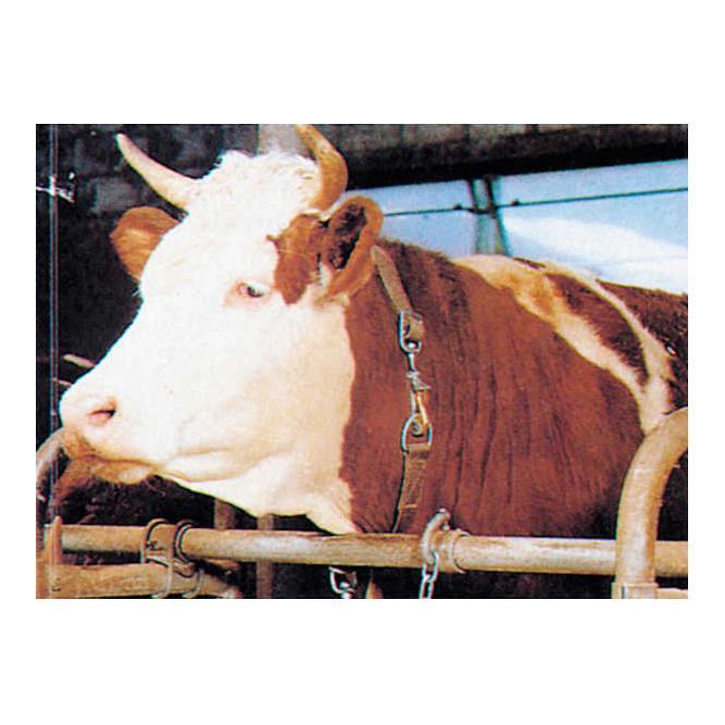 Viehkette MENTO für Stiere