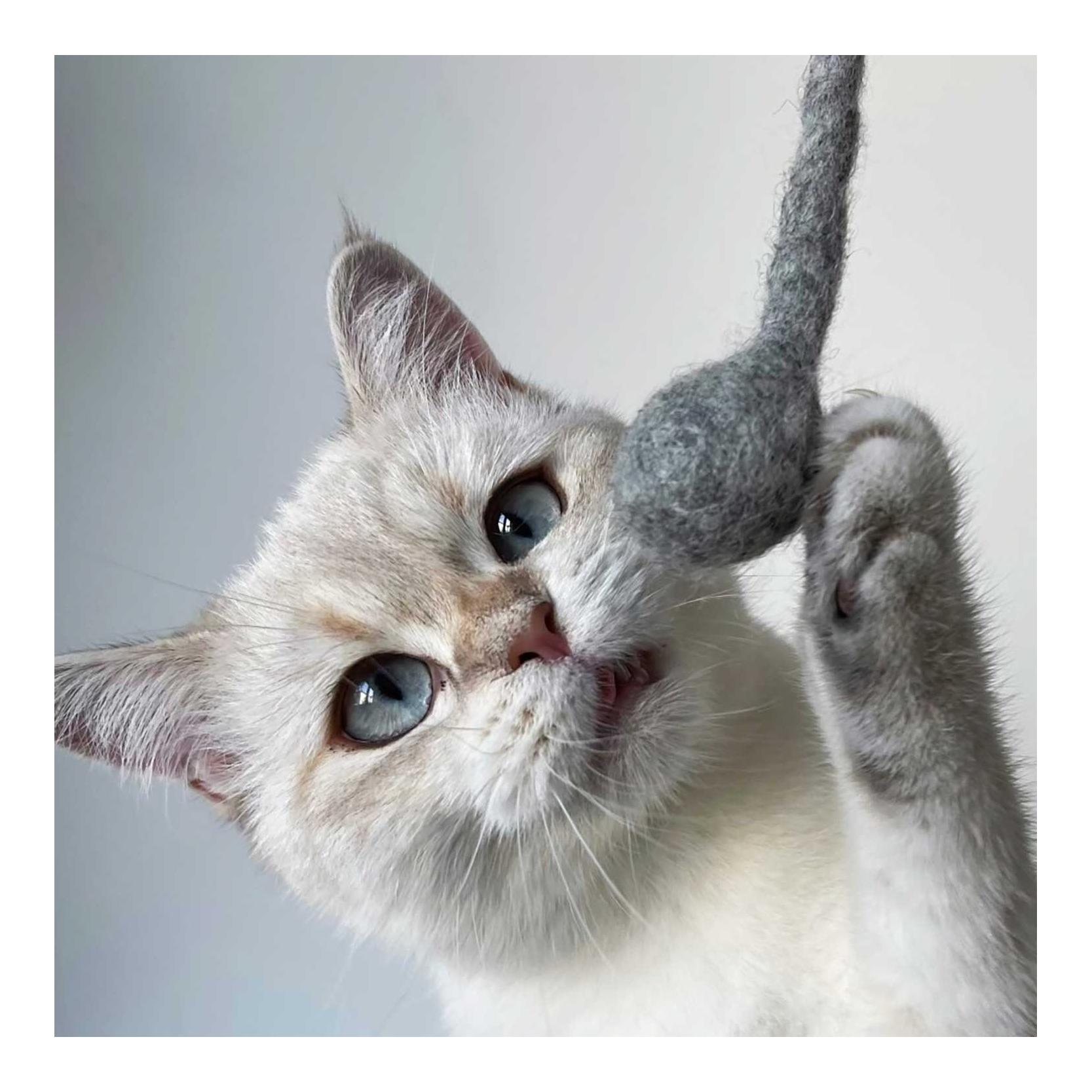 Katzenspielzeug Bombs