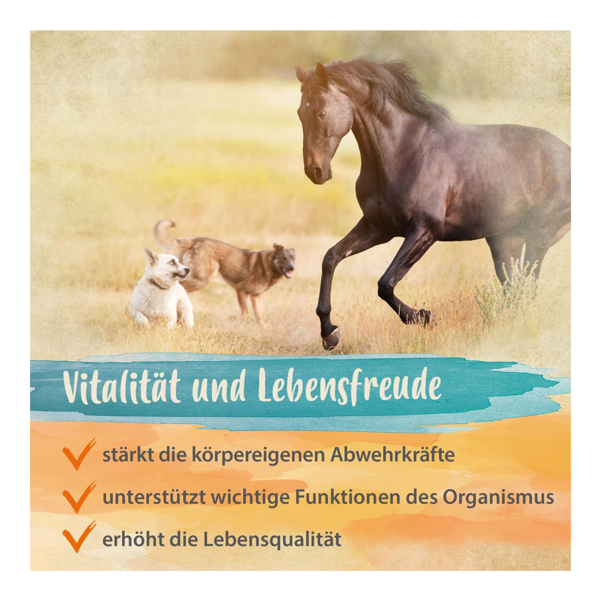Bierhefe Pulver - Futterergänzung für glänzendes Fell & kräftige Haut