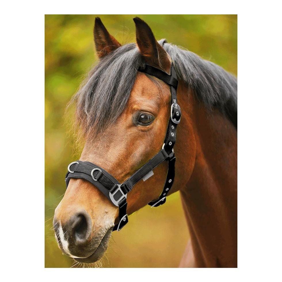 Longierhalfter Economic - schwarz