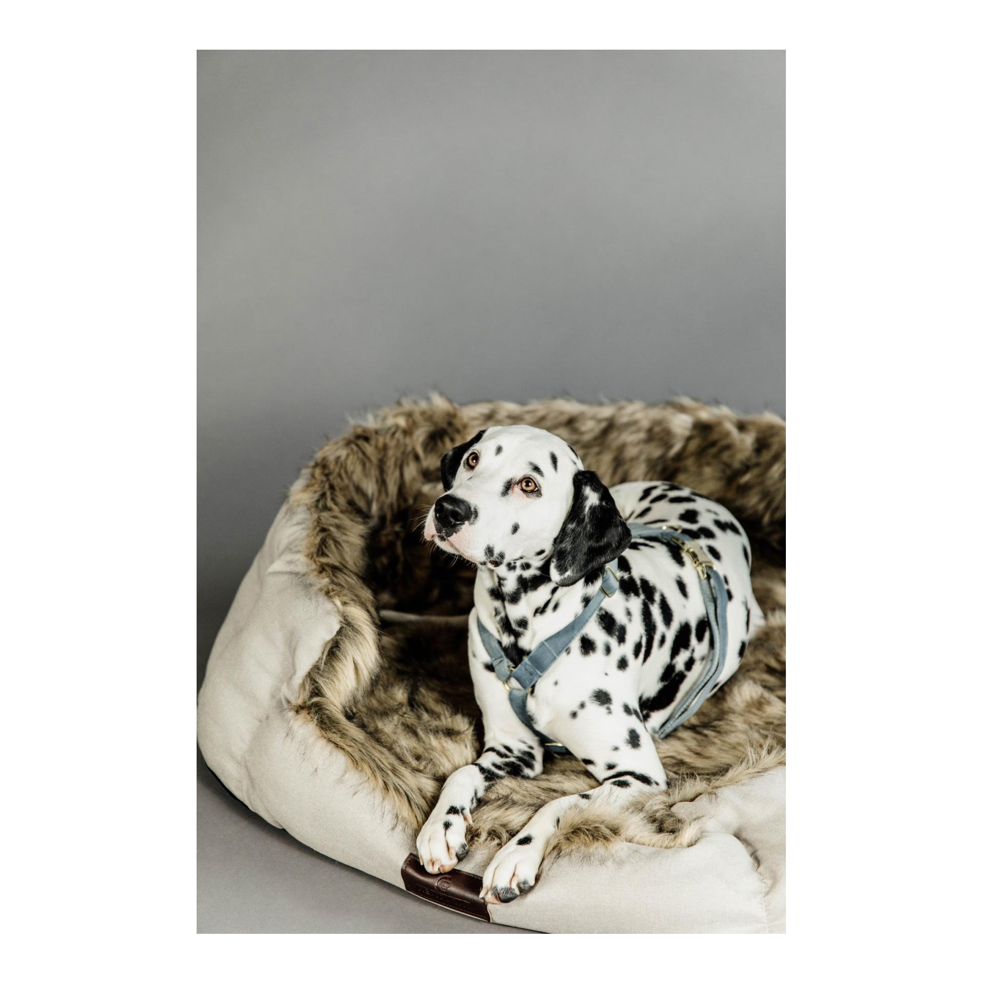 Hundegeschirr Loop Velvet - light blue