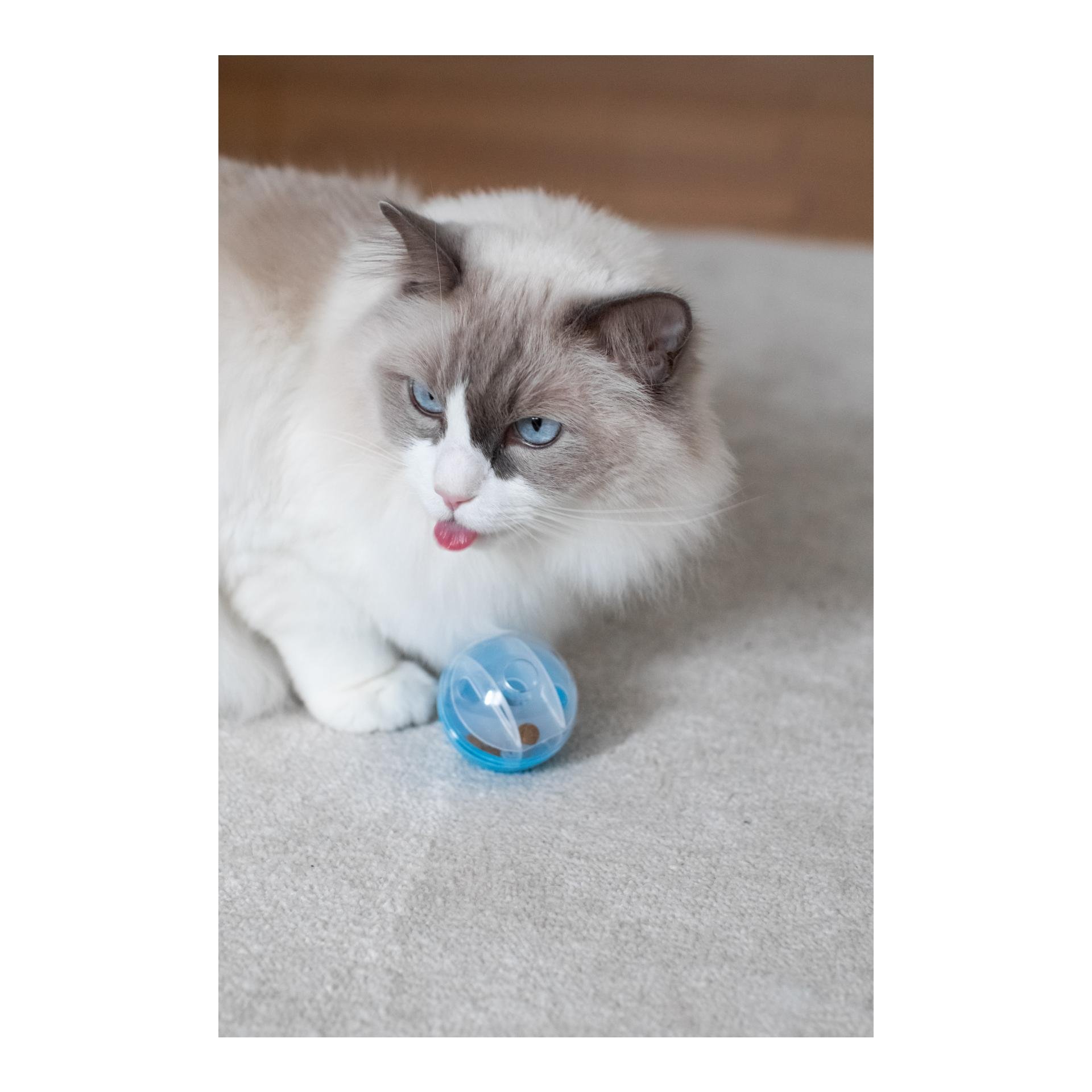 Snackball für Katzen