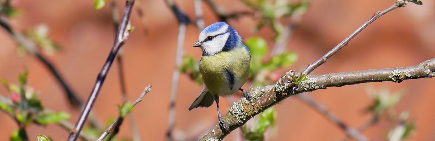 HP-Fruehlingsfreude-1400x456
