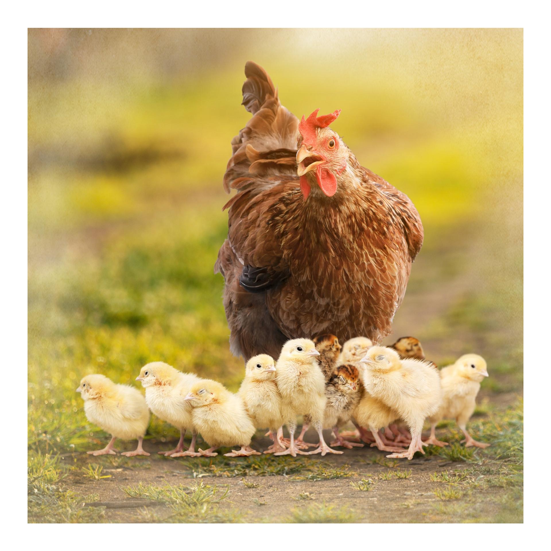 OregaPlus - unterstützt die Verdauung & Darmflora