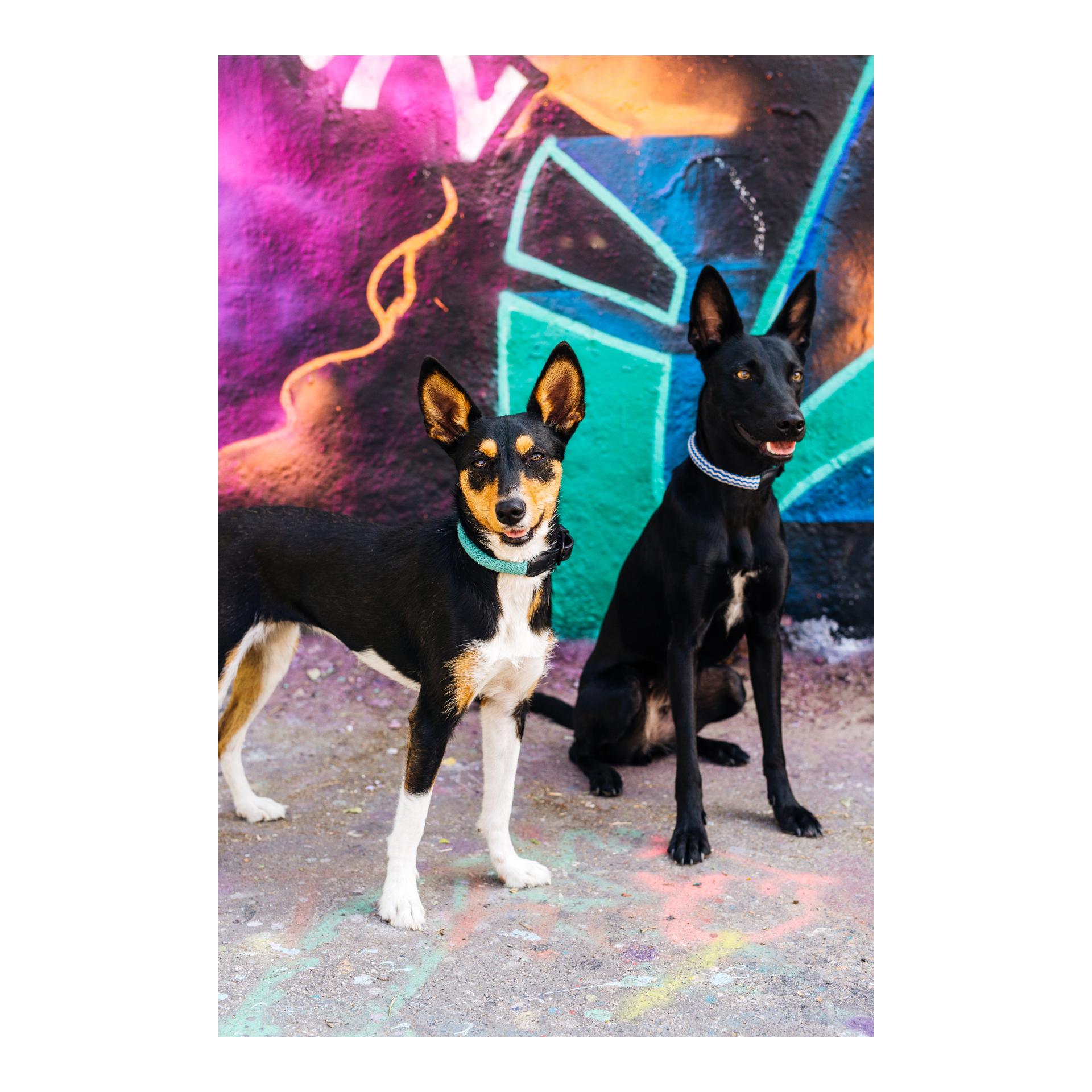 Hundehalsband Mauerpark