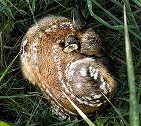 HP-Jagd-Rehkitzrettung