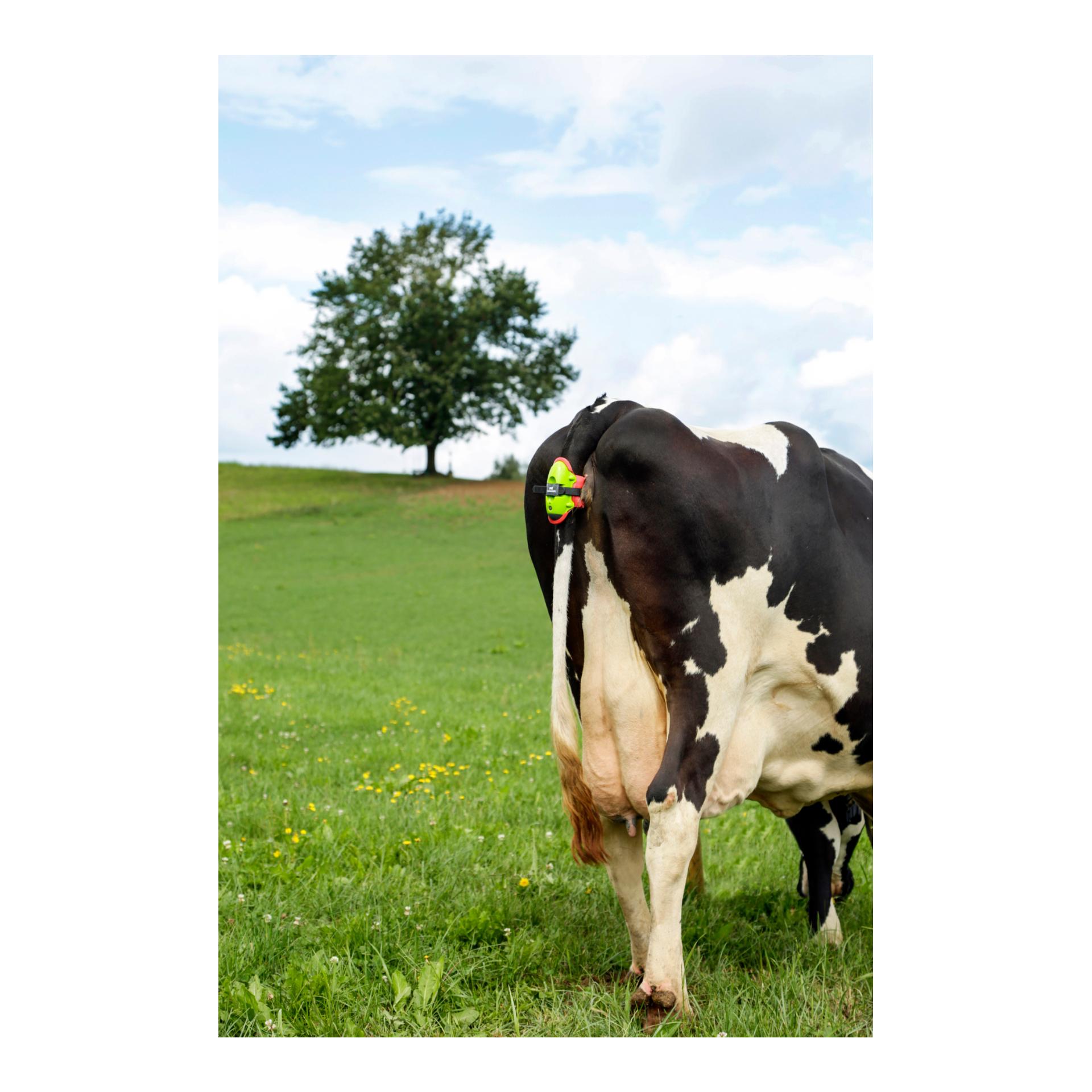 MOOCALL Abkalbemelder für Kühe