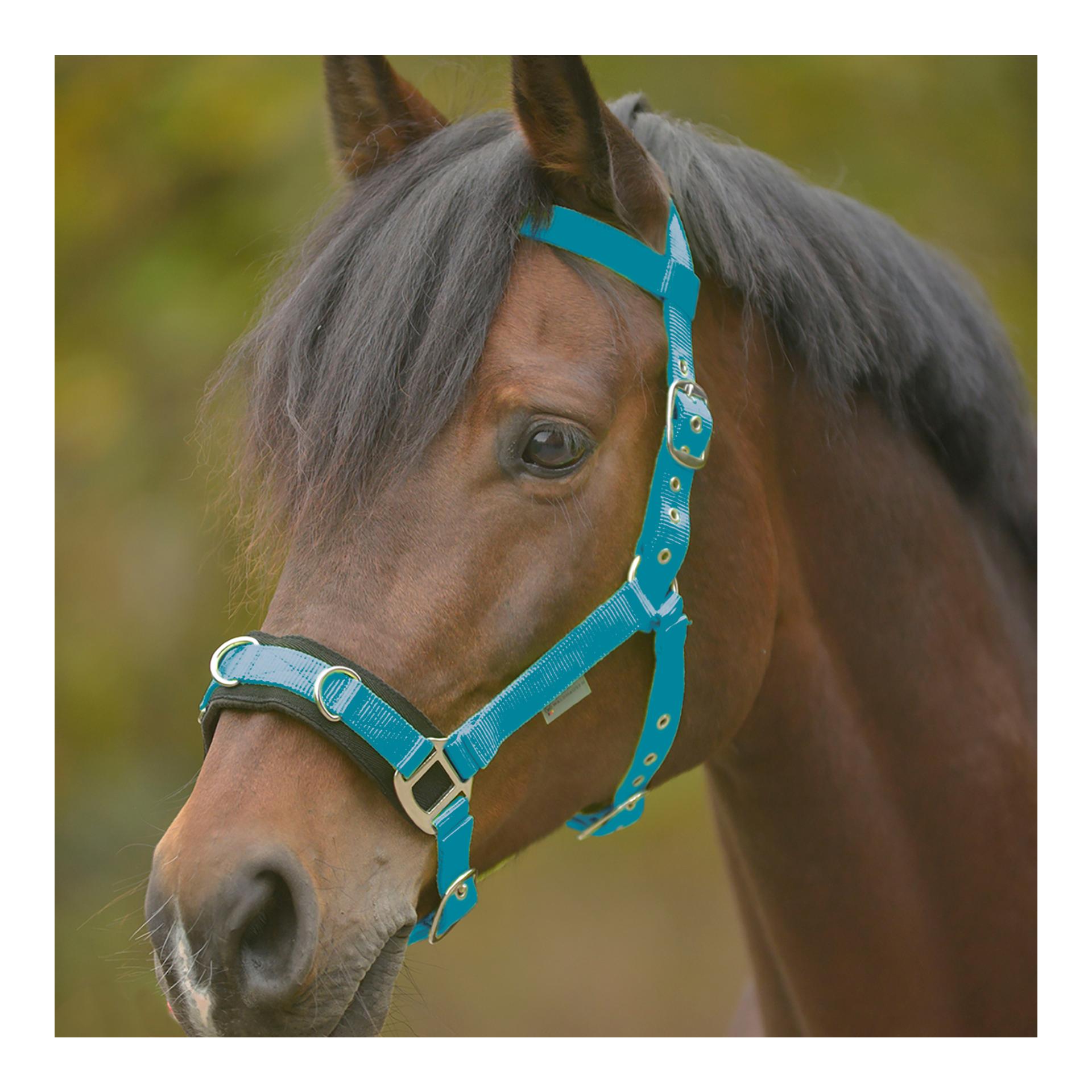 Image of Waldhausen Nylon-Kappzaum Economic- blau bei Hauptner.ch