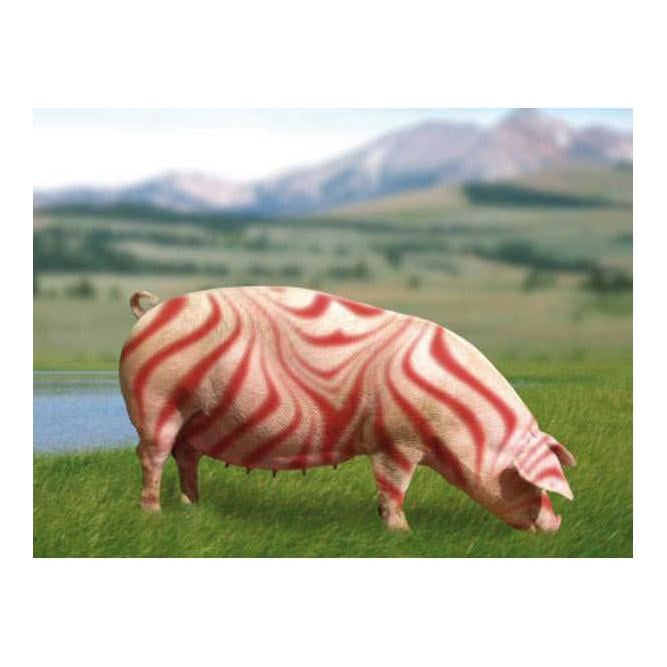 Viehzeichenstifte RAIDEX - rot