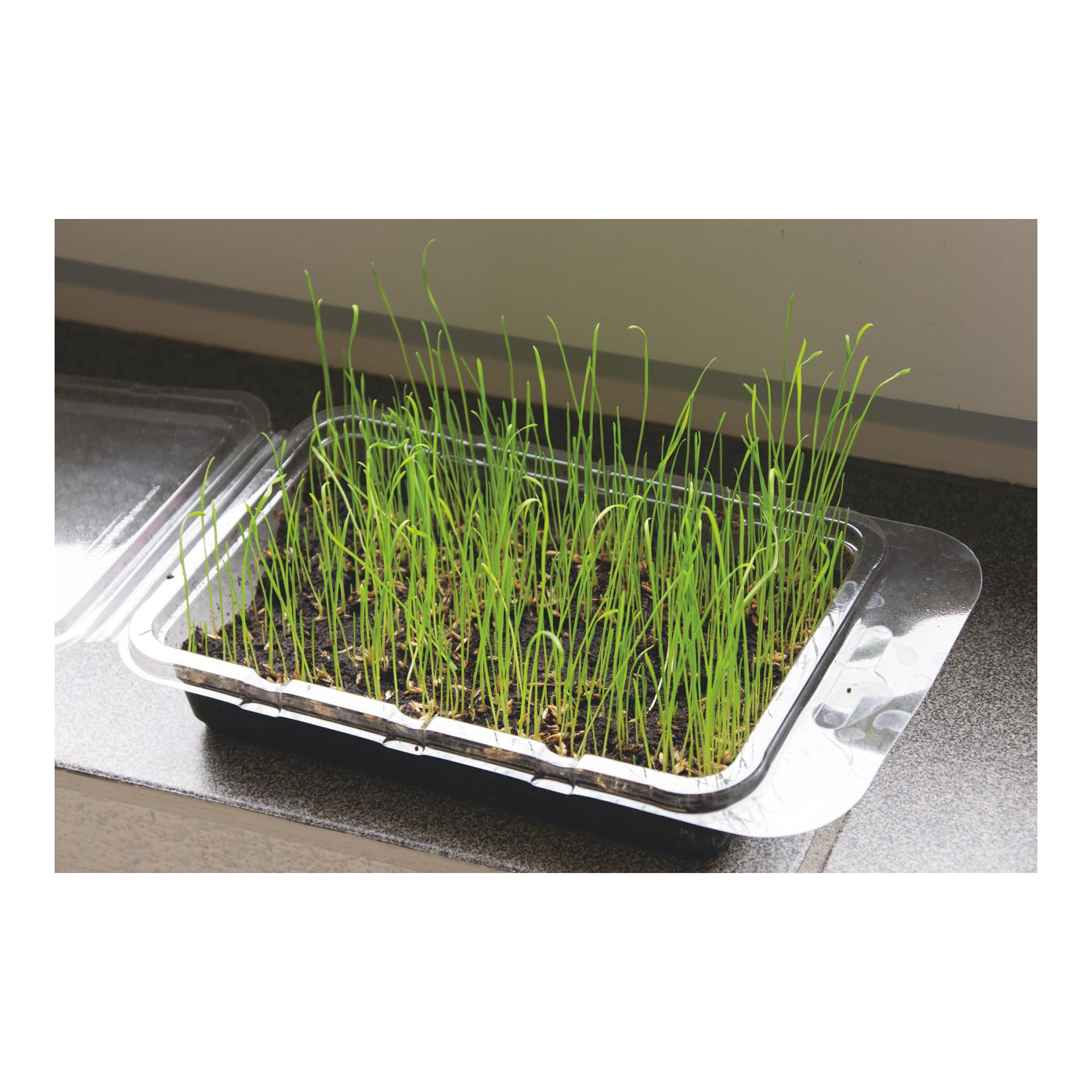 Katzengras Vital Bio