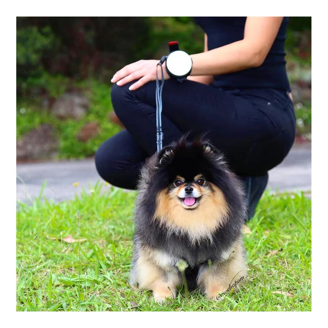 Lishinu Laisse intelligente pour chien 3-en-1