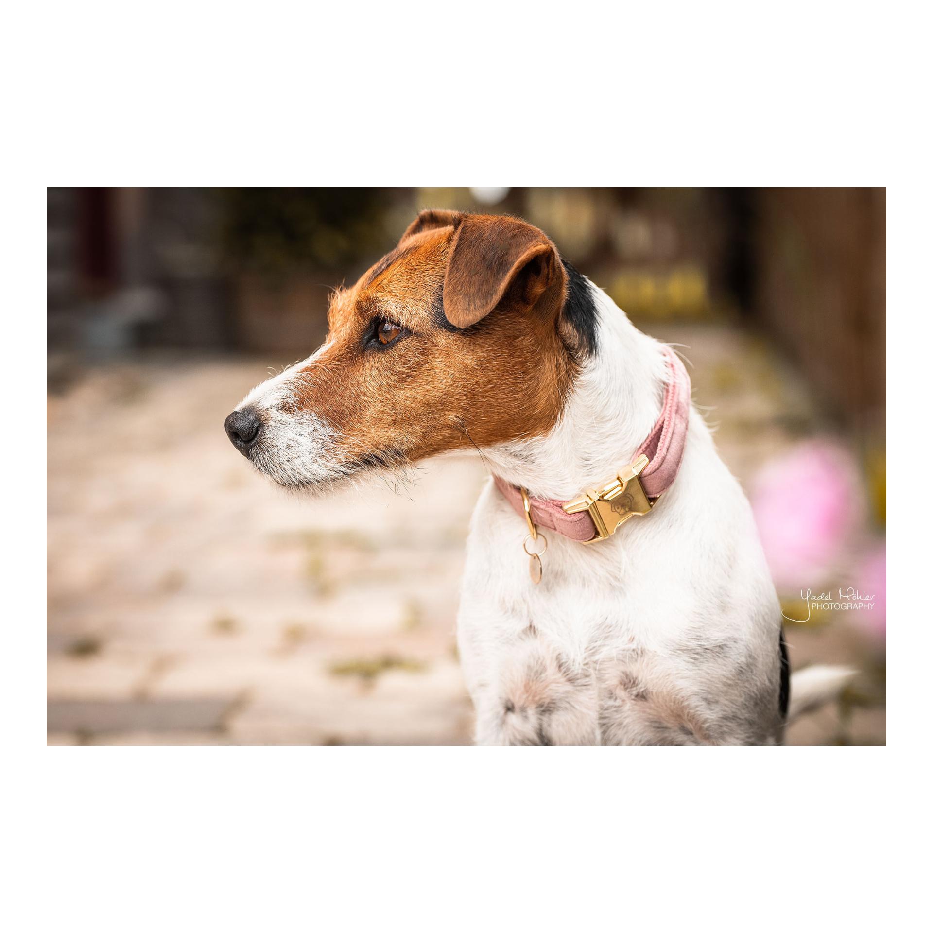 Hundehalsband velvet - old rose