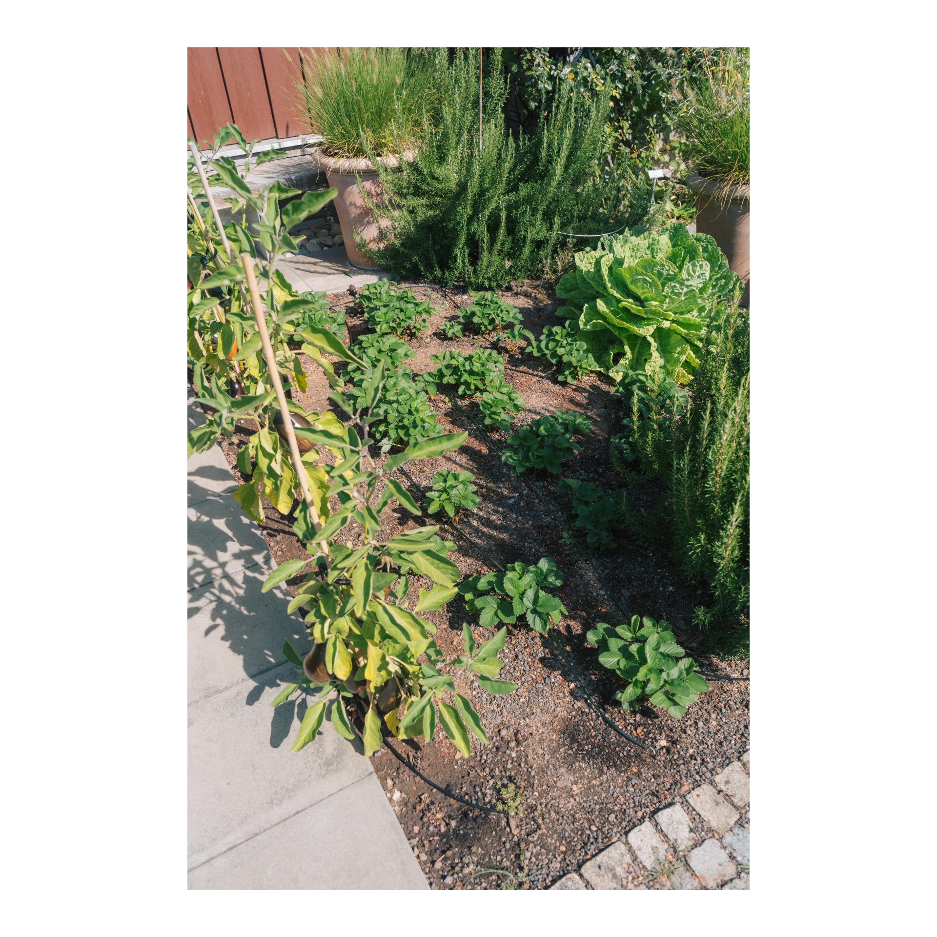 Drip-Set Bewässerung Gemüse und Blumenbeete