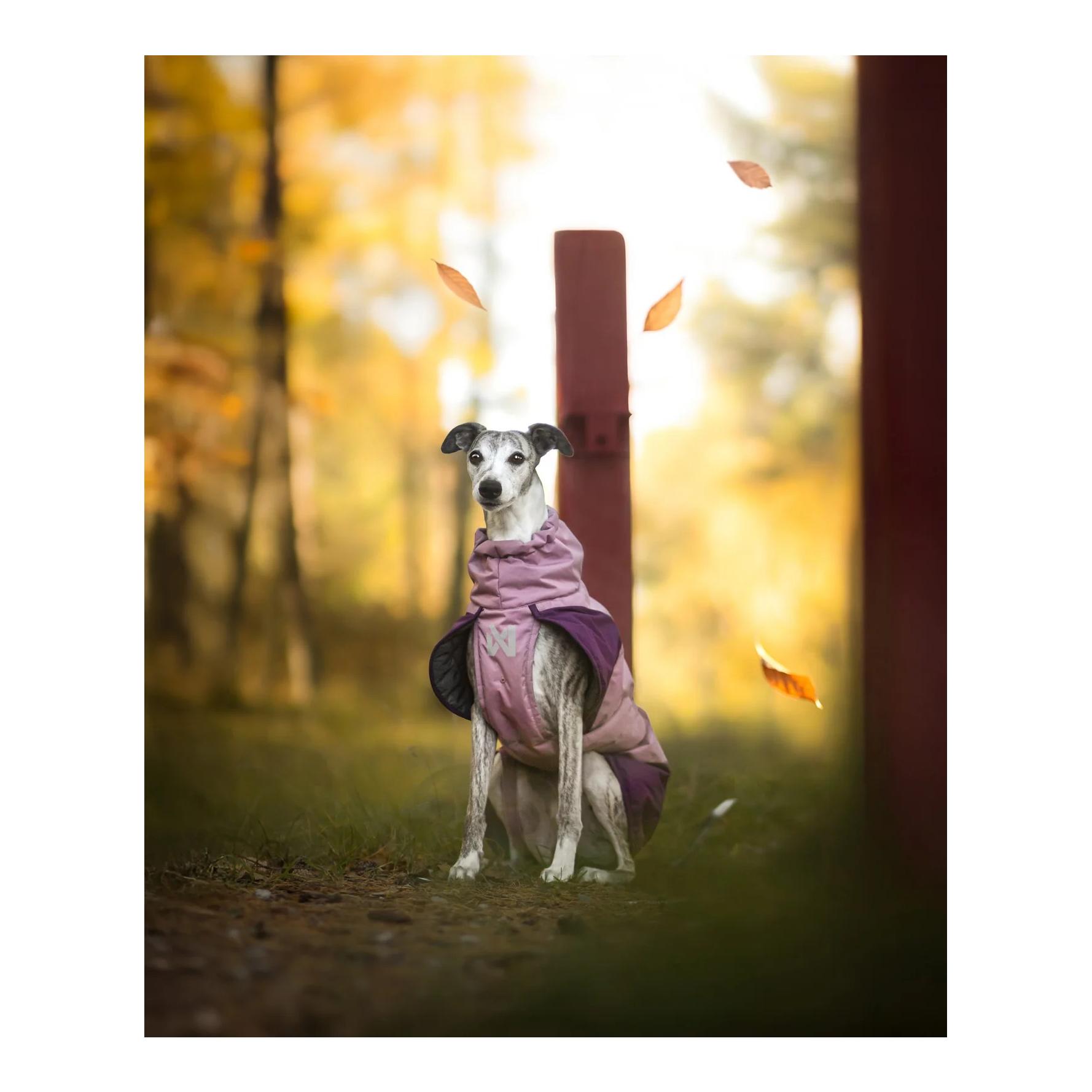 Hunde Winterjacke Glacier jacket 3.0