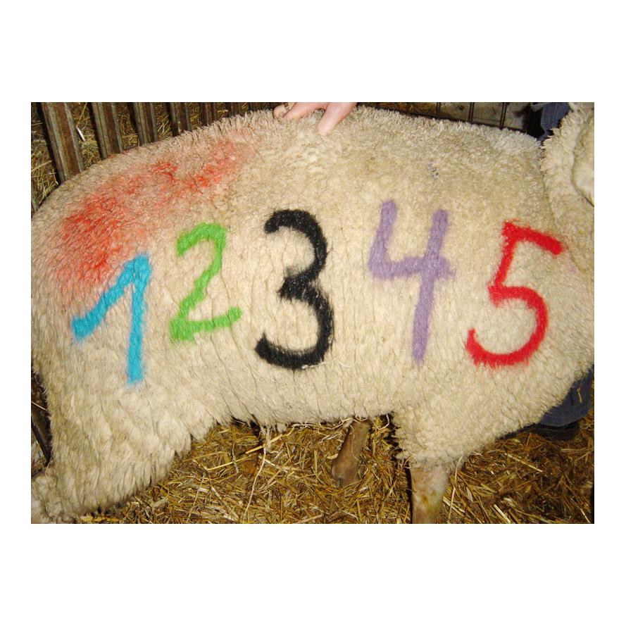 Schaf Markierungsspray - orange