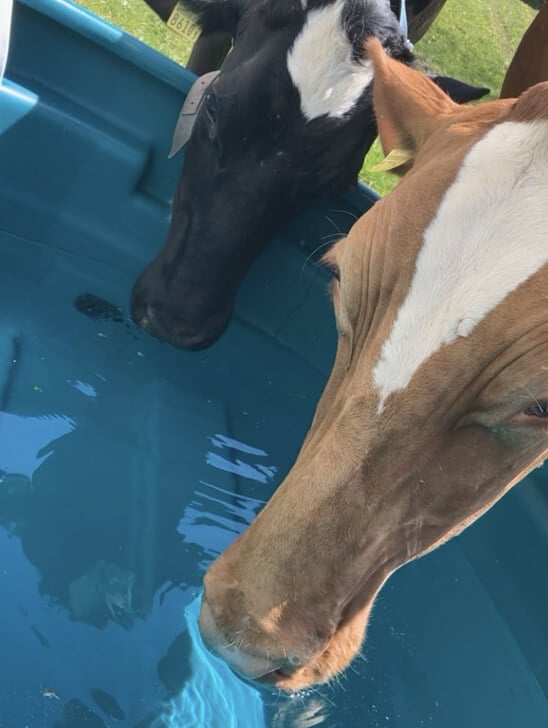 HP-Weidetraenken (1)